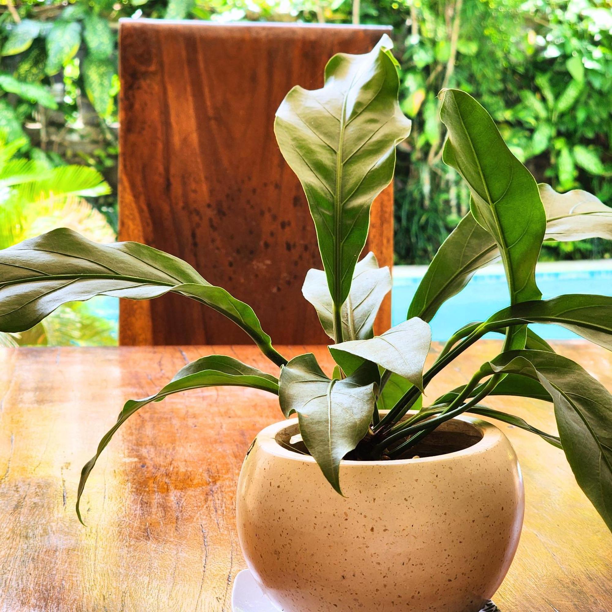 Danaya'S Villa Ubud  Ngoại thất bức ảnh